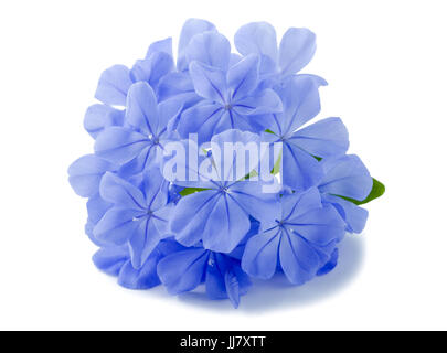 Plumbago flowers isolated on white Banque D'Images