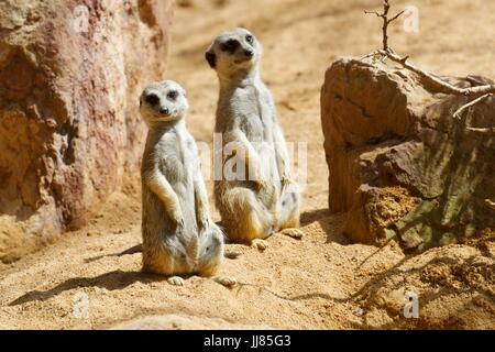 Meerkat dans un zoo. Photographier des animaux en captivité. Valence, Espagne. Banque D'Images