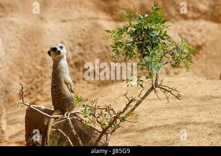 Meerkat dans un zoo. Photographier des animaux en captivité. Valence, Espagne. Banque D'Images