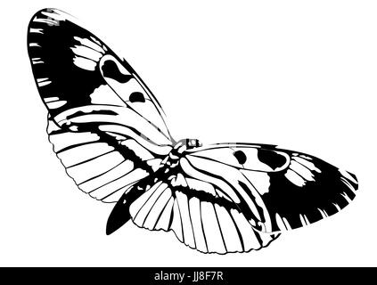 Papillon noir et blanc isolé sur fond blanc, insecte vecteur, illustration monochrome, livre de coloriage, bannière, carte de visite, affiche, flyer Illustration de Vecteur