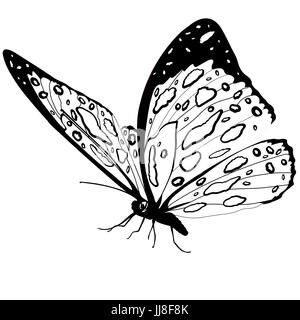 Papillon noir et blanc isolé sur fond blanc, insecte vecteur, illustration monochrome, livre de coloriage, bannière, Affiche, carte Illustration de Vecteur