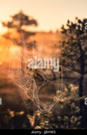 Close-up de Spider web à nuit d'été à Parc National de Finlande, Torronsuo Banque D'Images