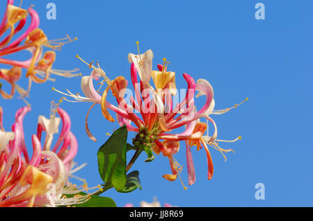 Chèvrefeuille italien, en Rhénanie du Nord-Westphalie, Allemagne / (lonicera caprifolium) | Wohlriechendes Geissblatt, Nordrhein-Westfalen, Deutschland Banque D'Images