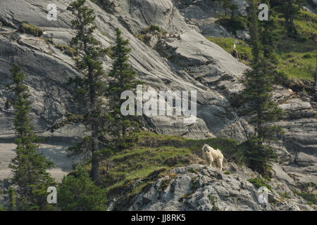 La chèvre de montagne (Oreamnos americanus) sur un rebord dans le Parc National de Jasper, Canada Banque D'Images