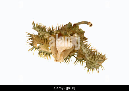 Thorn Apple, seedhead / (Datura stramonium) / Stramoine | Weisser Stechapfel, Fruchtstand / (Datura stramonium) Banque D'Images