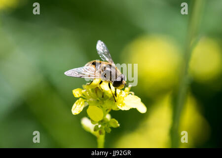 Hoverfly assis sur une fleur sauvage jaune vif Banque D'Images