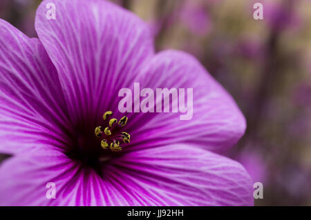 Photo macro d'une fleur pourpre avec le pollen jaune Banque D'Images