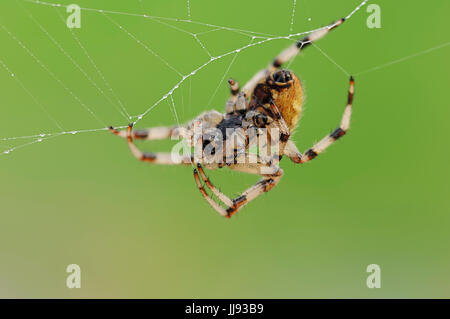 Orb Weaver Spot 4, femme, Rhénanie du Nord-Westphalie, Allemagne / (Araneus quadratus) / Fourspotted Orbweaver Banque D'Images