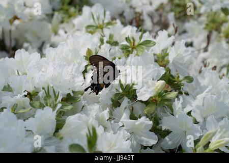 Monarch Butterfly landing sur blanc azalea bush - close up. Banque D'Images