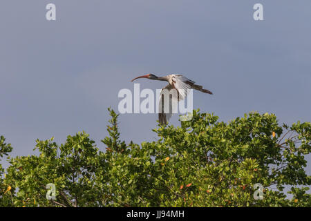 Juvenile Ibis blanc (Eudocimus albus), volant, J.N. ''Ding'' Darling National Wildlife Refuge, Sanibel Island, Floride, USA Banque D'Images