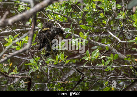Juvenile héron vert (Butorides virescens), J.N. ''Ding'' Darling National Wildlife Refuge, Sanibel Island, Floride, USA Banque D'Images
