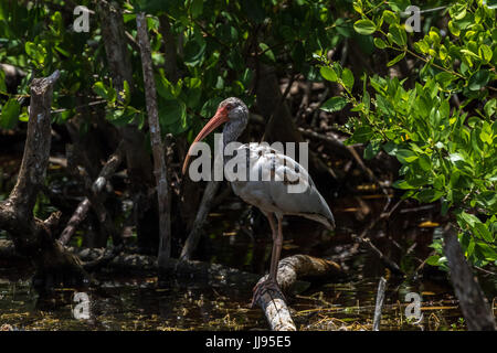 Juvenile Ibis blanc (Eudocimus albus), J.N. ''Ding'' Darling National Wildlife Refuge, Sanibel Island, Floride, USA Banque D'Images