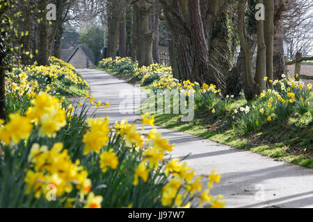 Chemin de campagne bordé de jonquilles au printemps, Burwash, East Sussex, Angleterre, Royaume-Uni, Europe Banque D'Images
