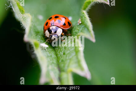 Macro image d'une coccinelle sur une feuille Banque D'Images