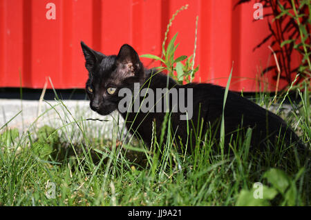 Chaton noir dans l'herbe contre une clôture rouge Banque D'Images