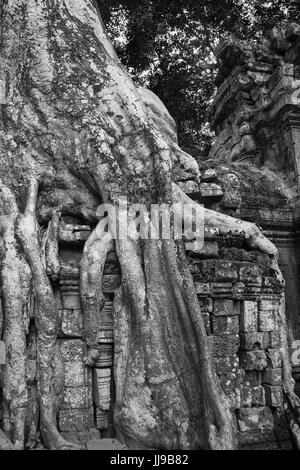 Détail de pierre sculptée et de racine d'arbre, cour intérieure, Ta Prohm, Angkor, Siem Reap, Cambodge: Version noir et blanc Banque D'Images