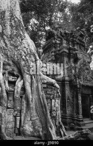 Détail de pierre sculptée et de racine d'arbre, cour intérieure, Ta Prohm, Angkor, Siem Reap, Cambodge: Version noir et blanc Banque D'Images