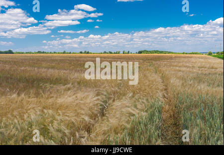 Paysage d'été avec blue cloudy sky, champ de blé vert et la voie à l'intérieur, centre de l'Ukraine Banque D'Images