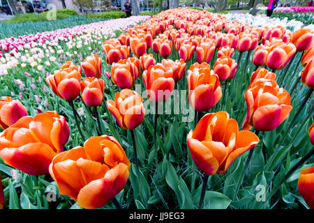 Les tulipes à Keukenhof aux Pays-Bas (sucre brun) Banque D'Images