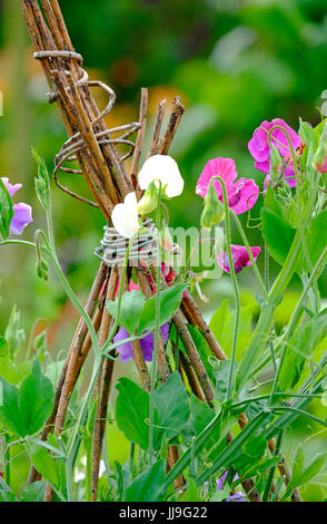 Pois colorés de fleurs sur cannes liée, Norfolk, Angleterre Banque D'Images