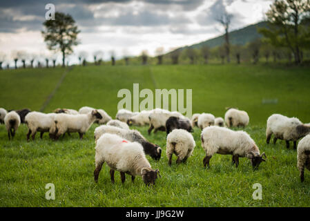 Moutons dans l'herbe en début de matinée, Roncevaux, Navarra, Spain, Europe Banque D'Images