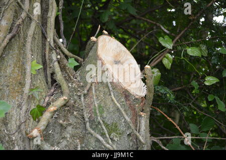 Couper arbre montrant un membre gauche à la base de la souche en bois close up avec d'autres végétaux forestiers dans l'arrière-plan Banque D'Images