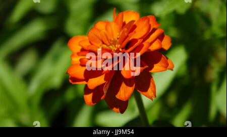 Dahlia,tirer sur les jardins de Trauttmansdorff Merano en ville. Banque D'Images