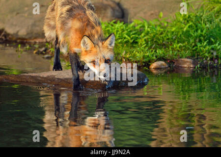 Le renard roux (Vulpes vulpes), la faune en captivité Minnesota Connexion, Grès, Minnesota, USA Banque D'Images