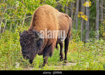 /Wood Buffalo Bisons (Bison bison athabascae) bull en bordure de pâturage sur l'herbe, Fort Providence, Territoires du Nord-Ouest, Canada Banque D'Images