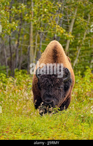 /Wood Buffalo Bisons (Bison bison athabascae) bull en bordure de pâturage sur l'herbe, Fort Providence, Territoires du Nord-Ouest, Canada Banque D'Images