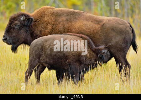 /Wood Buffalo Bisons (Bison bison athabascae) veau à la fin de l'été avec la mère de soins infirmiers, la gestion du Mackenzie, Territoires du Nord-Ouest, Canada Banque D'Images