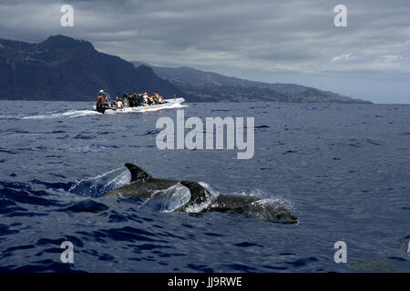 La danse des dauphins au large de Funchal sur l'île portugaise de Madère Banque D'Images