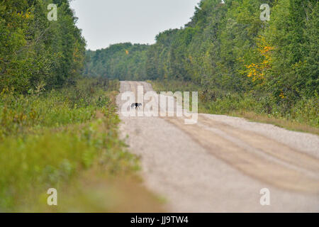 Loup gris (Canis lupus), la phase noire sur Park Road, le parc national Wood Buffalo, Alberta, Canada Banque D'Images