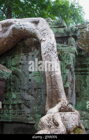 Détail de pierres sculptées et arbre-racine, cour intérieure, Ta Prohm, Angkor, Siem Reap, Cambodge Banque D'Images