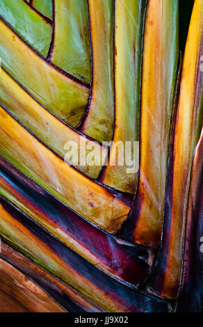 Motif de feuilles de plantes tropicales colorées Banque D'Images