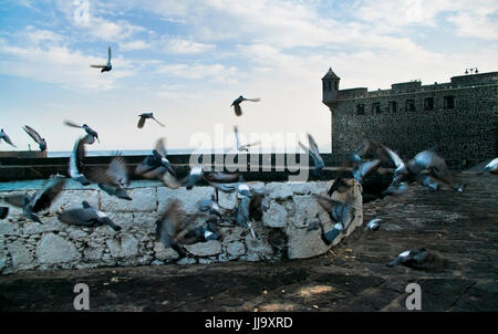 Les pigeons voler loin de vieille place près de Castle à Puerto de la cruz Banque D'Images