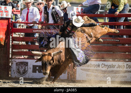 Cloverdale Rodeo bareback bull riding la concurrence. Banque D'Images