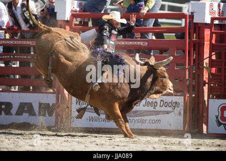 Cloverdale Rodeo bareback bull riding la concurrence. Banque D'Images