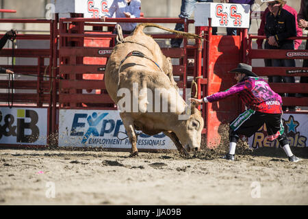 Cloverdale Rodeo bareback bull riding la concurrence. Banque D'Images