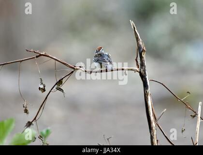 Bruant familier (Spizella passerina) Banque D'Images