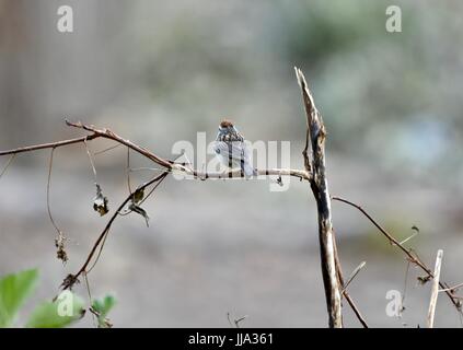 Bruant familier (Spizella passerina) Banque D'Images