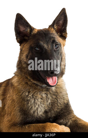 Un jeune mâle chiot Malinois belge isolé sur fond blanc Banque D'Images