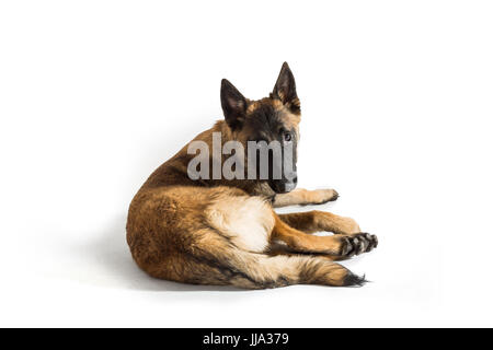 Un jeune mâle chiot Malinois belge isolé sur fond blanc Banque D'Images