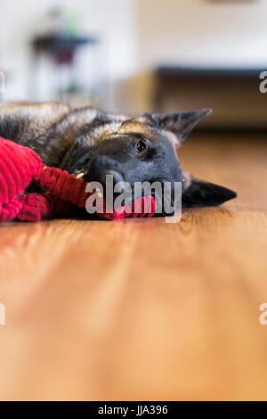 Un animal mâle chiot Malinois belge à l'intérieur sur plancher de bois franc avec red dog toy Banque D'Images