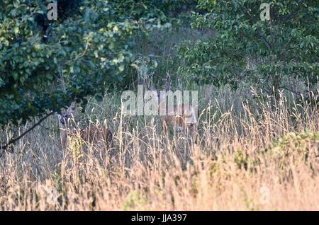 Avec le cerf de Virginie (Odocoileus virginianus buck) debout dans un champ Banque D'Images