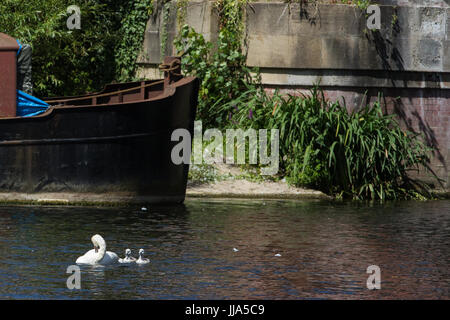 Maidenhead, Royaume-Uni.18th juillet 2017.Une famille de cygnes sur la Tamise le deuxième jour du recensement de la hausse des cygnes.La remontée des cygnes est un recensement annuel de cinq jours qui exige la collecte, le marquage et la libération de tous les cygnets, ou cygnes muets, sur la Tamise.Elle remonte à plus de 800 ans, jusqu'à ce que la Couronne revendique la propriété de tous les cygnes muets.Le deuxième jour du recensement a lieu entre le pont Windsor et l'écluse Marlow.Crédit : Mark Kerrison/Alamy Live News Banque D'Images