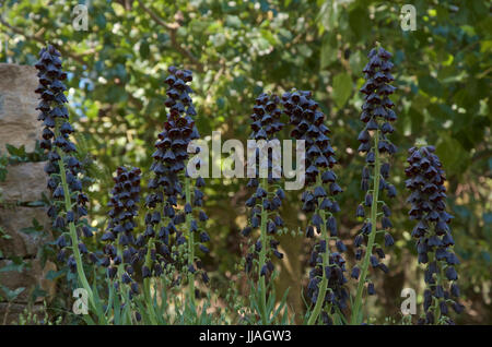 Fritillaria persica Twin Towers (hommage) Banque D'Images