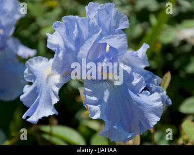 Iris Jane Phillips Banque D'Images