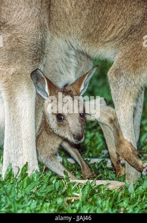 Kangourou gris de l'est chez les femmes adultes, (Macropus giganteus), avec Joey en sachet, New South Wales, Australie Banque D'Images