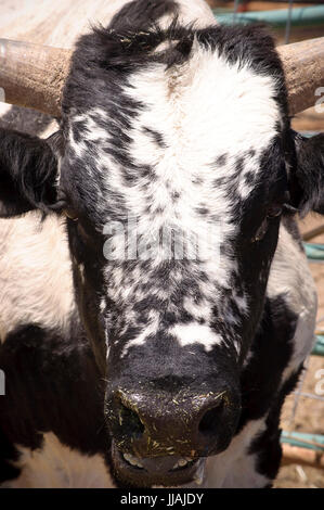 Bull avec de grandes cornes de bétail dans un enclos avec jeune veau Banque D'Images